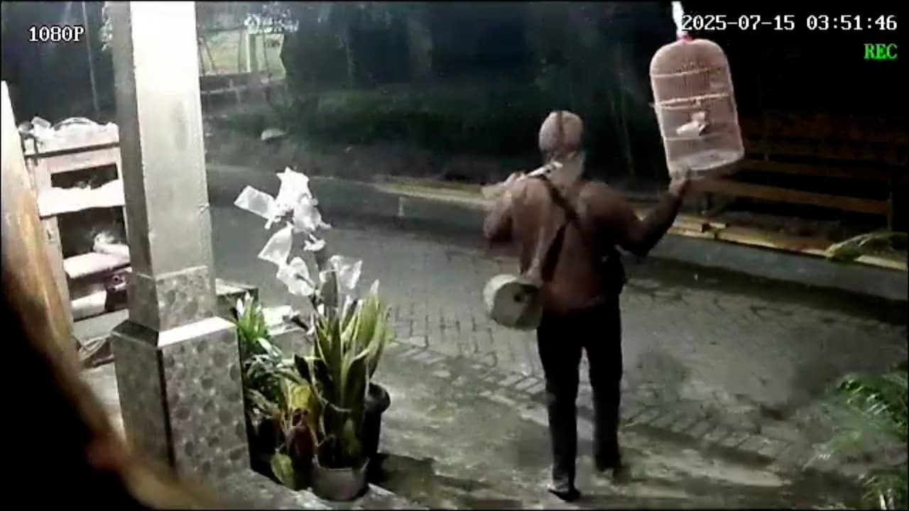 Pencuri Burung Kenari Beraksi di Jombang, Modusnya Cari Katak