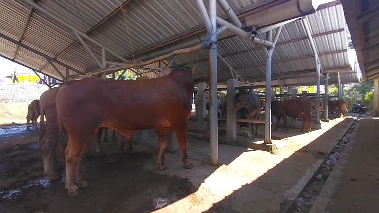 Pemindahan Pasar Hewan Parang Resmi Dialihkan ke Desa Trosono