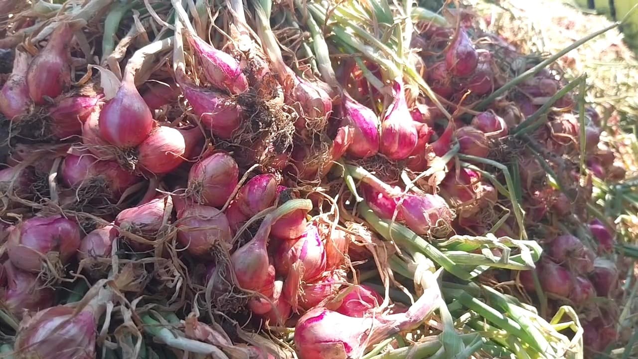 Harga Bawang Merah Melejit, Petani dan Pedagang Raup Untung