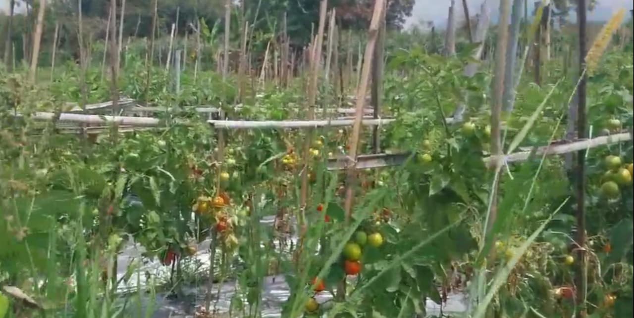 Harga Tomat di Magetan Anjlok hingga Rp3.000 per Kilo, Petani Merugi