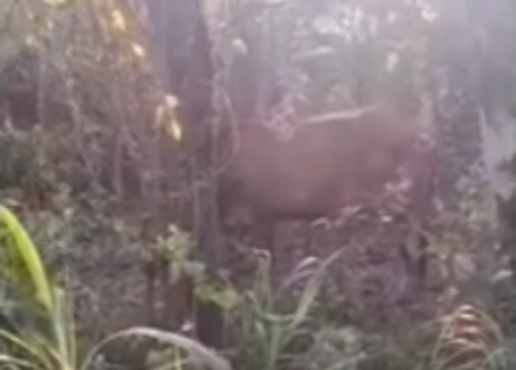 Sapi Milik Petani di Sampang Hilang Dicuri, Ditemukan di Semak-semak