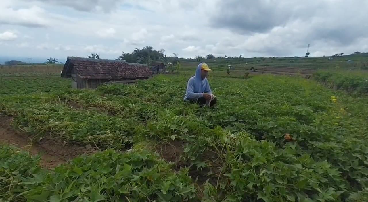 Cuaca Tak Menentu dan Serangan Hama Ancam Petani di Magetan