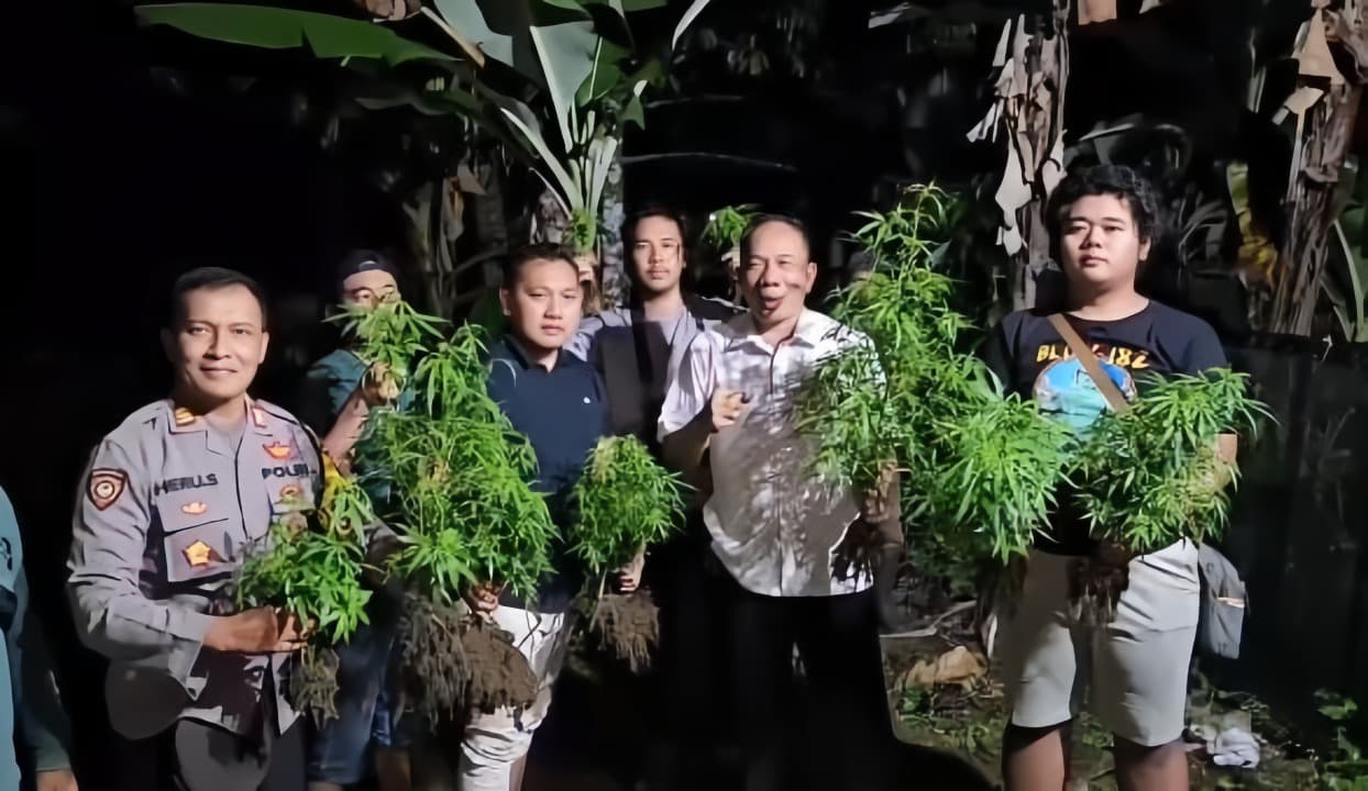 Polres Blitar Kota Temukan Ladang Ganja di Lereng Pegunungan Gandusari