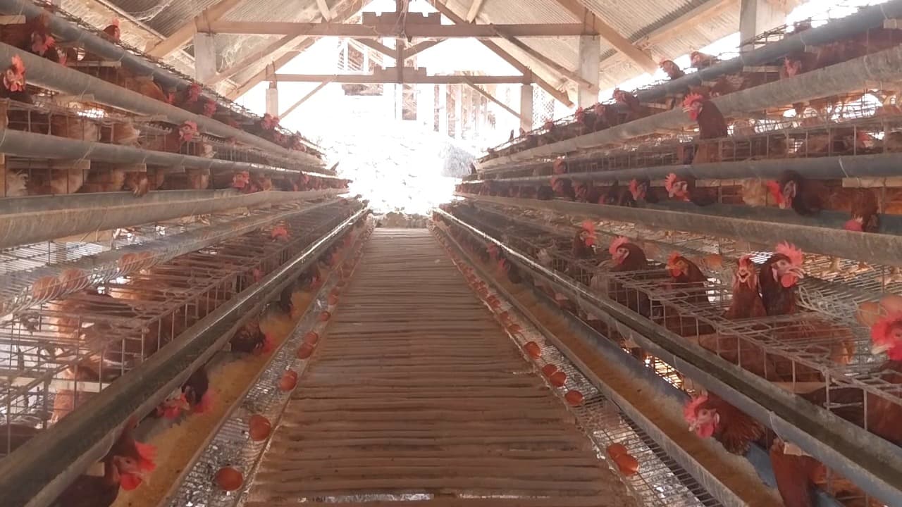Harga Telur Anjlok, Pemkab Magetan Siapkan Subsidi Jagung untuk Peternak