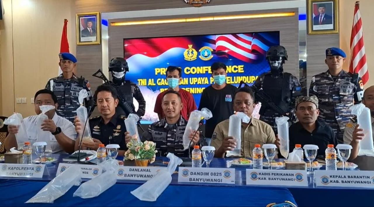 Penyelundupan 85 Ribu Benih Lobster Senilai Miliaran Rupiah di Gagalkan Lanal Banyuwangi