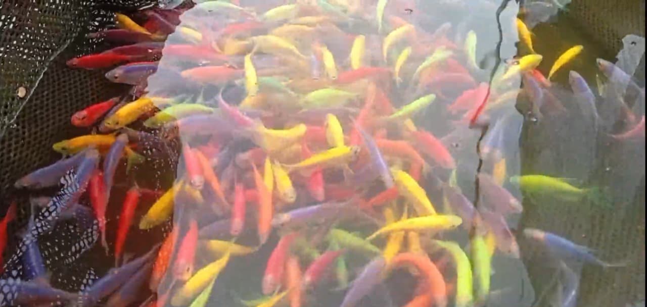 Permintaan Tinggi, Bisnis Ikan Hias di Kediri Masih Menjanjikan