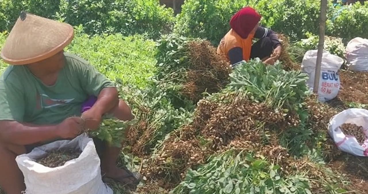 Petani Kacang Tanah Magetan Senang Harga Naik hingga Rp7.500 per Kilogram