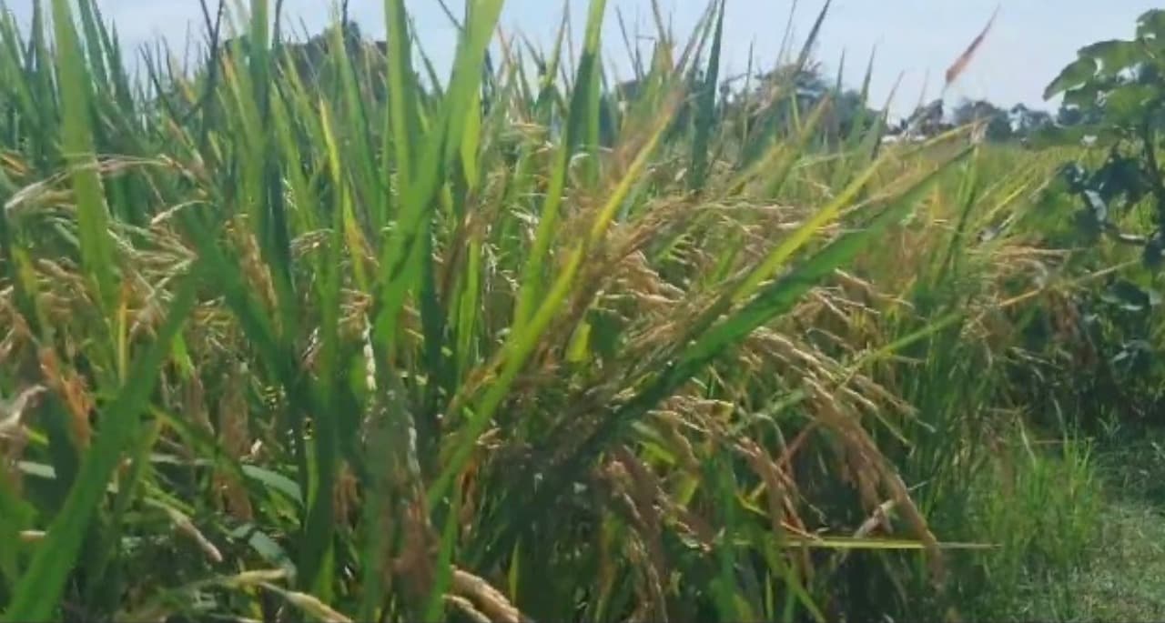 Petani Magetan Resah, Serangan Hama Burung Ancam Panen Padi