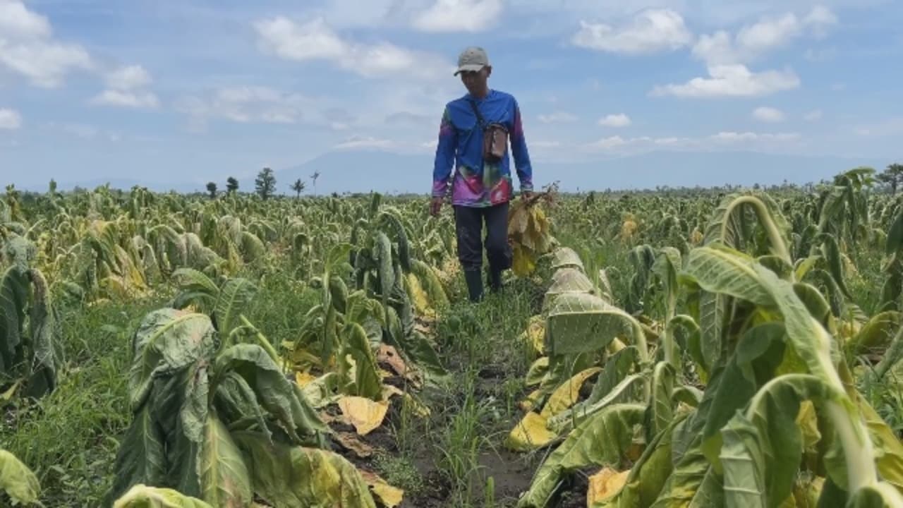 Kemarau Basah Tekan Produksi Tembakau, Petani Lumajang Rugi Besar