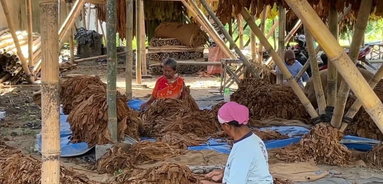 Bantuan Gudang Ringankan Beban Petani Tembakau di Lumajang