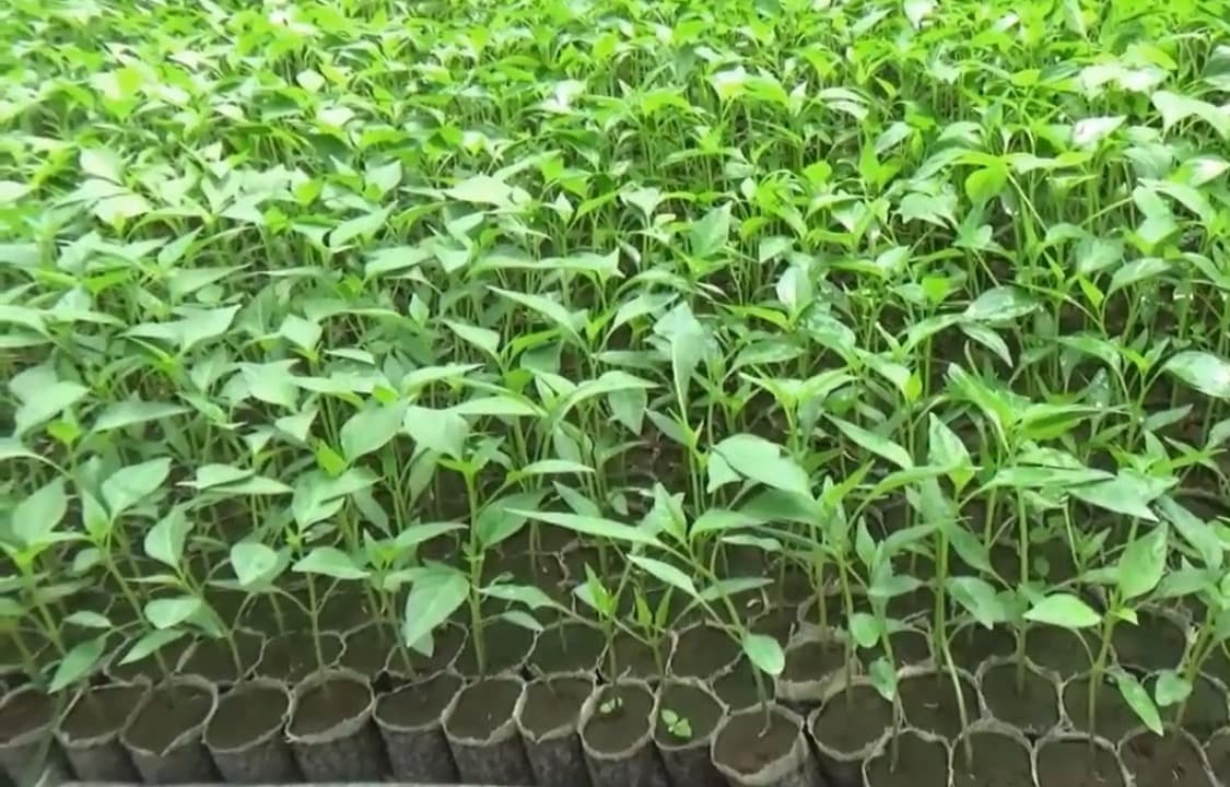 Harga Cabai Melonjak, Permintaan Bibit di Lumajang Tembus Ratusan Ribu