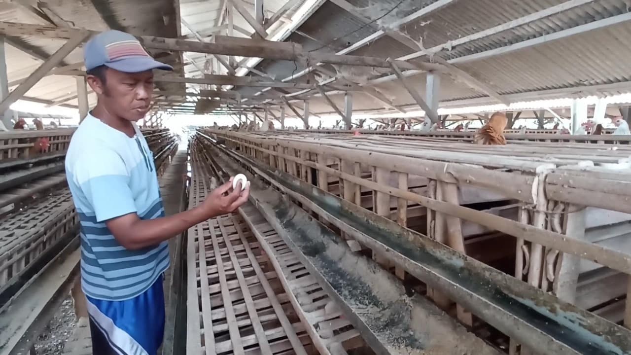 Harga Telur Ayam Arab Anjlok, Peternak di Blitar Terancam Gulung Tikar
