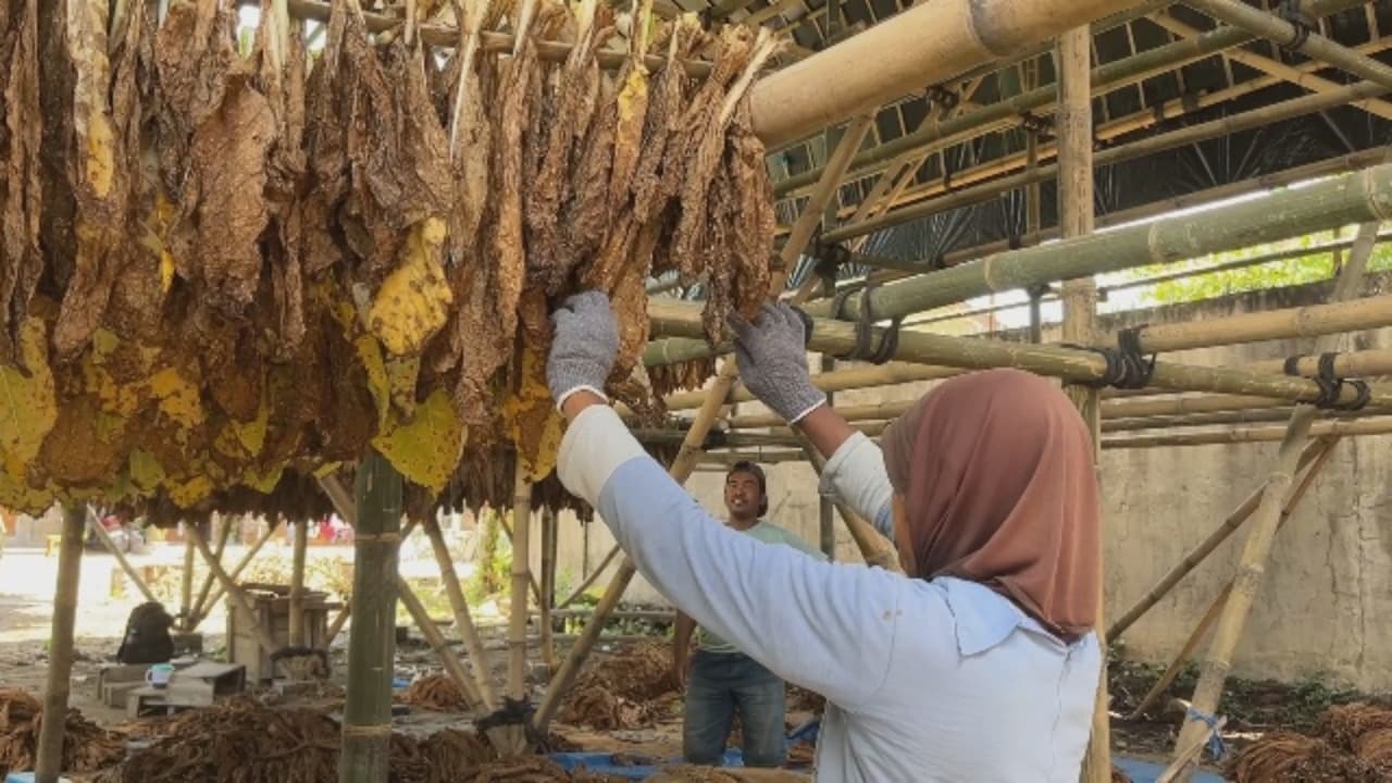 PEMKAB BERI PERLINDUNGAN BPJS KETENAGA KERJAAN PADA BURUH TEMBAKAU