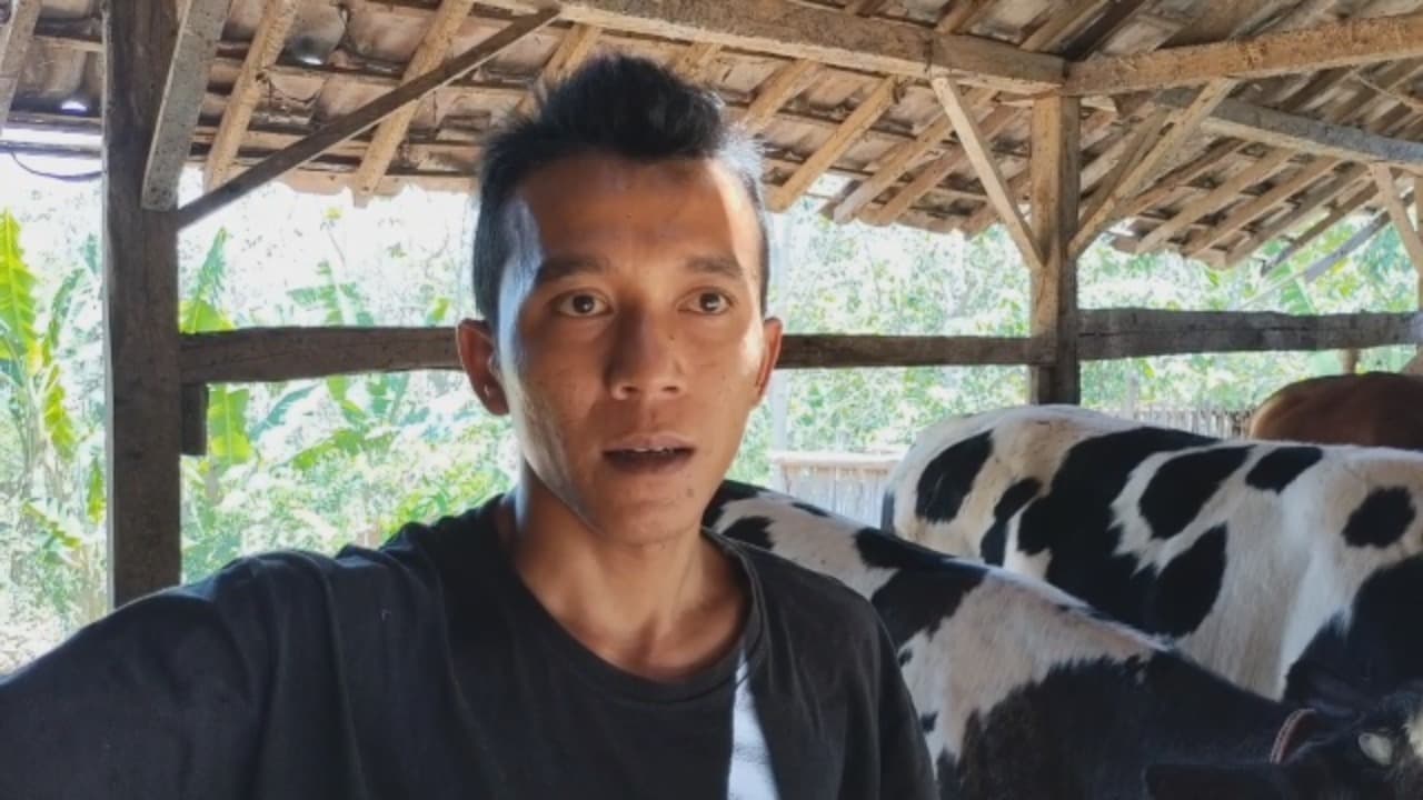 Sapi Belgian Blue, Andalan Baru Peternak Muda Bondowoso