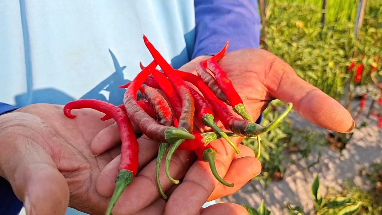 Harga Cabai Keriting Tembus Rp50 Ribu, Petani Bersyukur Meski Terdampak Cuaca