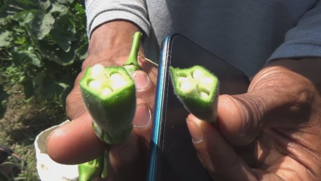 Okra Jember Tembus Pasar Ekspor, Raup Cuan hingga ke Jepang