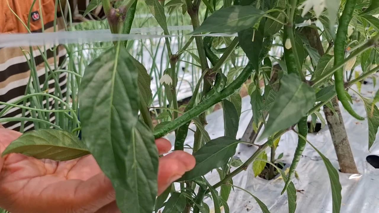 Harga Cabai Masih Tinggi, Petani di Kediri Beralih ke Cabai dan Bawang Merah