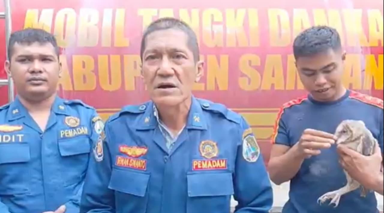 Sepasang Burung Hantu Dievakuasi Petugas Damkar dari Atap Rumah Mewah di Sampang