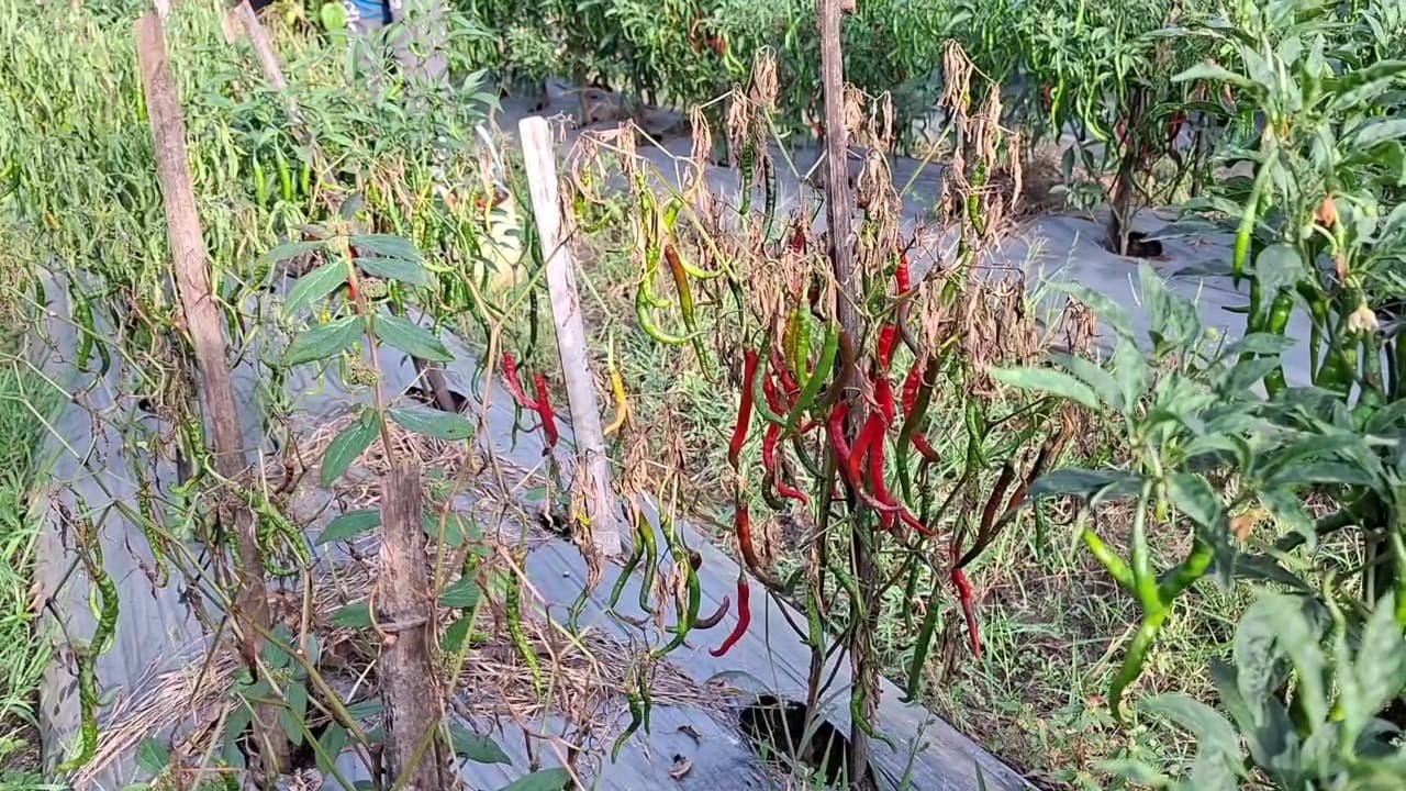 Serangan Hama dan Cuaca Tak Menentu, Harga Cabai Tinggi Panen Justru Turun