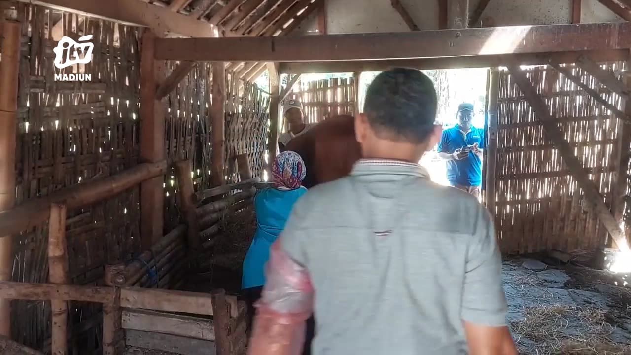 Musim Hujan Datang, Penyakit Demam Tiga Hari Mulai Mengintai Ternak di Madiun