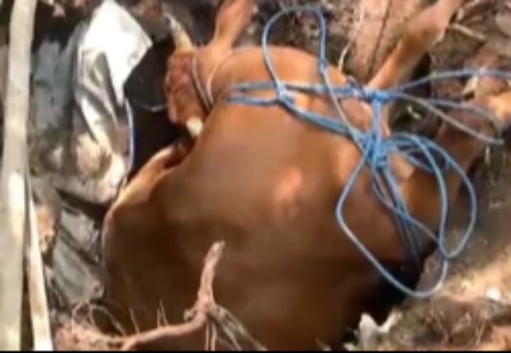 Dramatis! Evakuasi Sapi Limousin Terperosok ke Septic Tank di Bondowoso