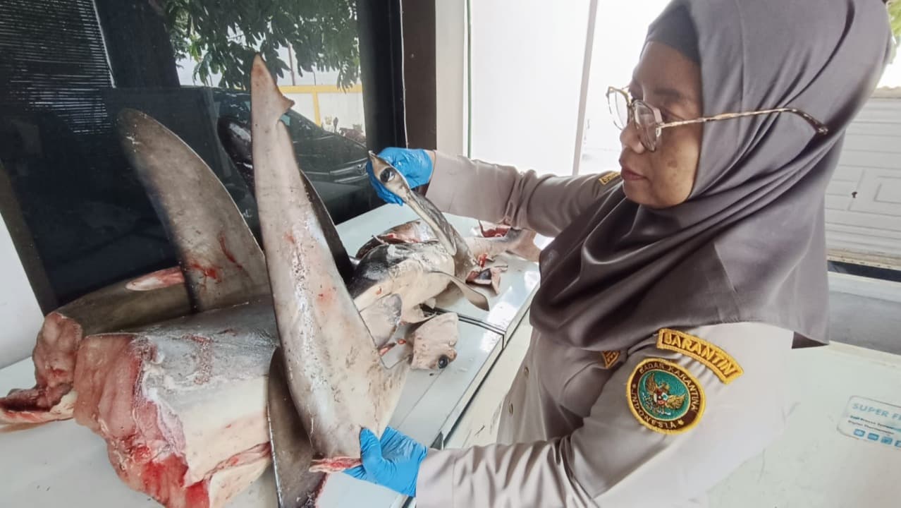 Petugas Karantina Jatim Satpel Pelabuhan Ketapang, Gagalkan Penyelundupan 120 Kg Hiu Segar