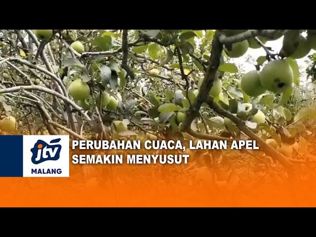 Perubahan Cuaca Lahan Apel Menyusut
