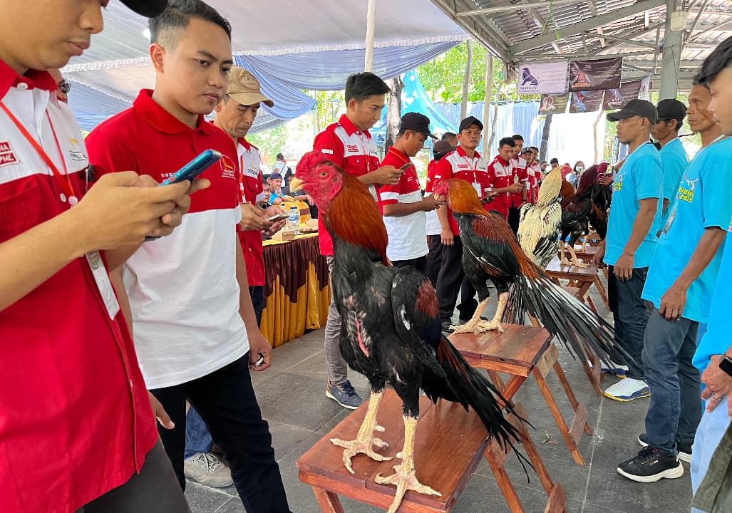 Ayam Hias Tampil Bak Model Catwalk di Taman Flora Surabaya