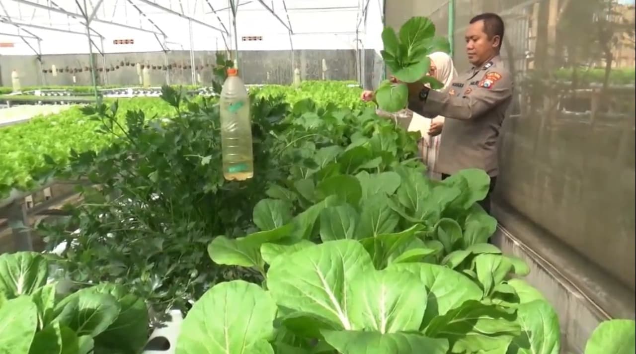 Polisi di Lumajang Raup Rp20 Juta per Bulan dari Kebun Sayur Hidroponik