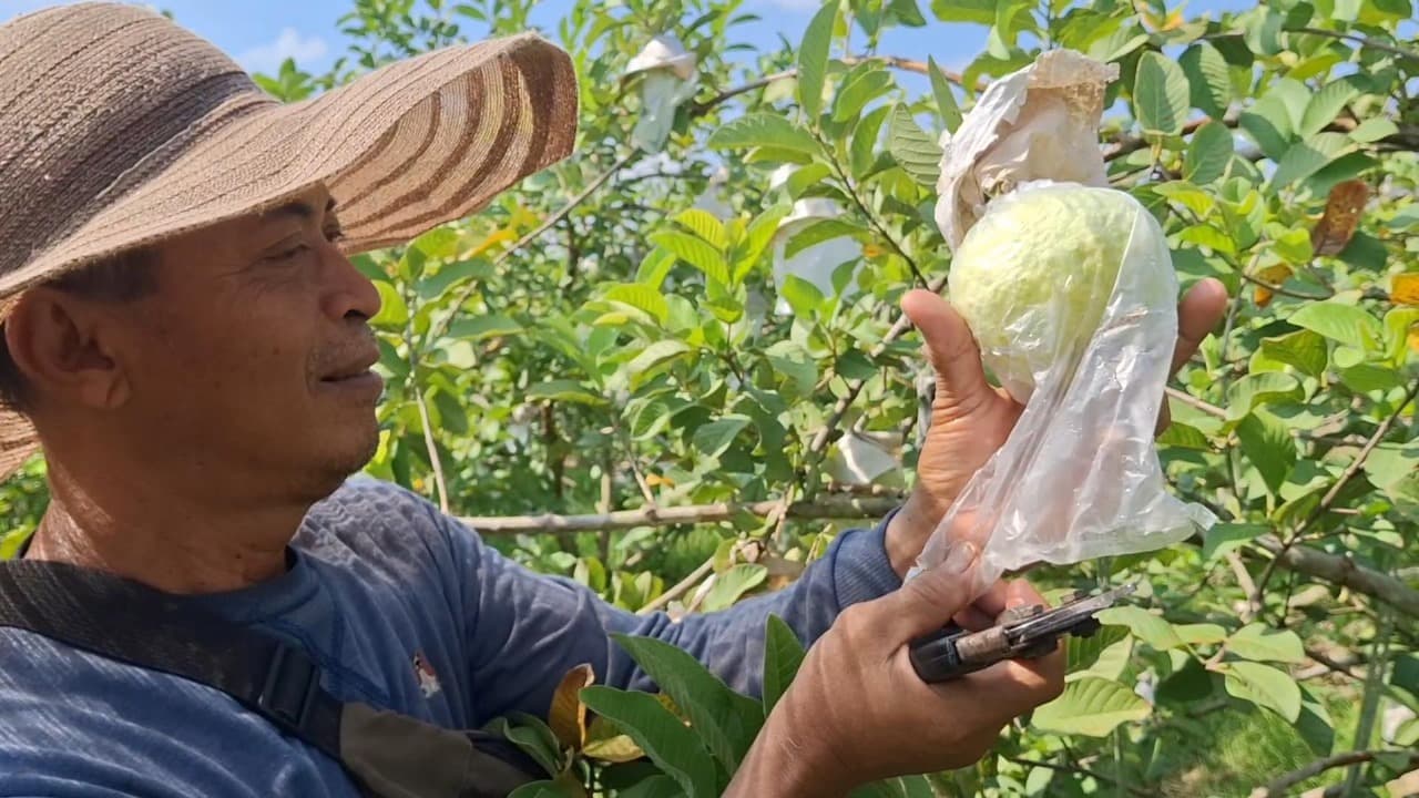 Dari Belimbing ke Jambu Kristal Jumbo, Mulyono Kewalahan Penuhi Permintaan
