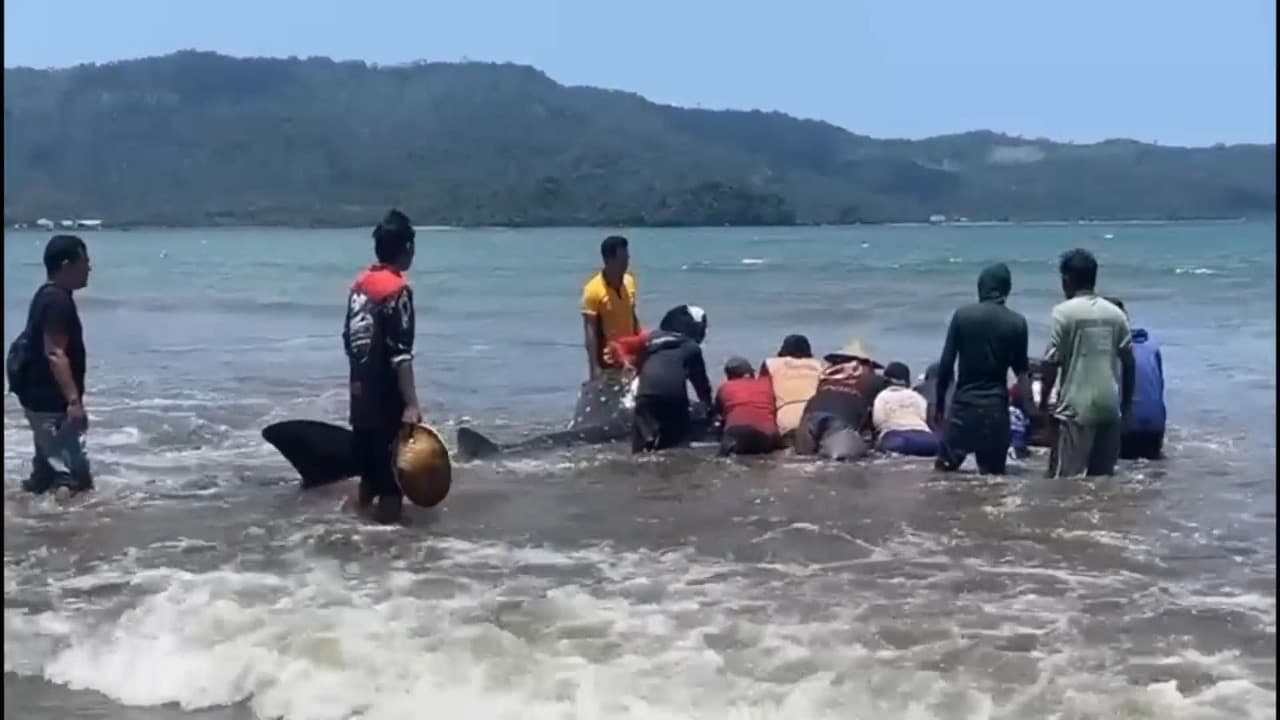 Hiu Paus Terdampar di Pantai Cengkrong Trenggalek Berhasil Diselamatkan