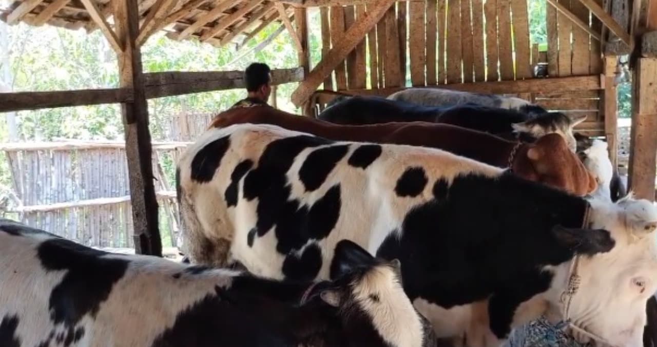 Sapi Belgian Blue Jadi Primadona Baru Peternak Muda Bondowoso