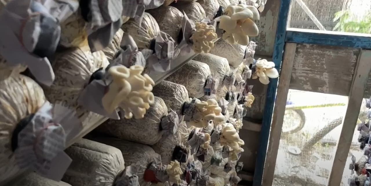 Sulap Rumah Tak Terpakai Jadi Lahan Budidaya Jamur Tiram, Warga Tuban Raup Puluhan Juta per Bulan
