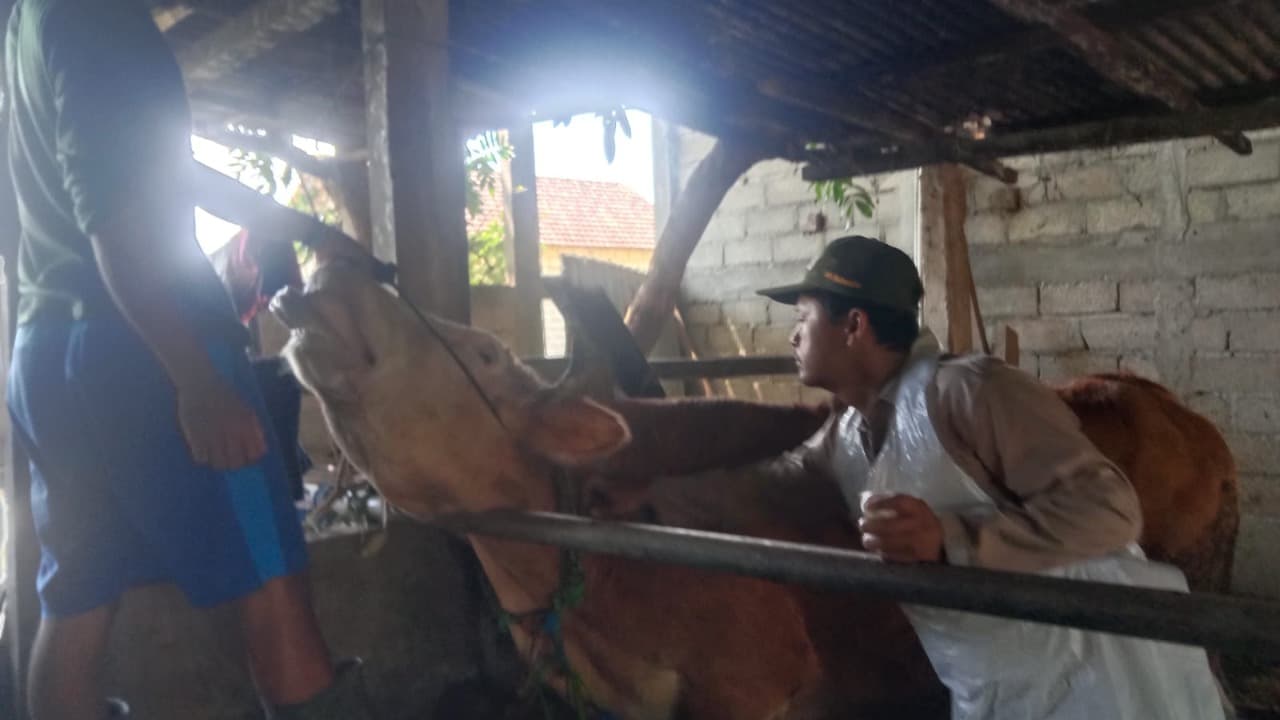 Pacitan Dapat 30 Ribu Dosis Vaksin Antraks, Peternak Masih Banyak yang Menolak