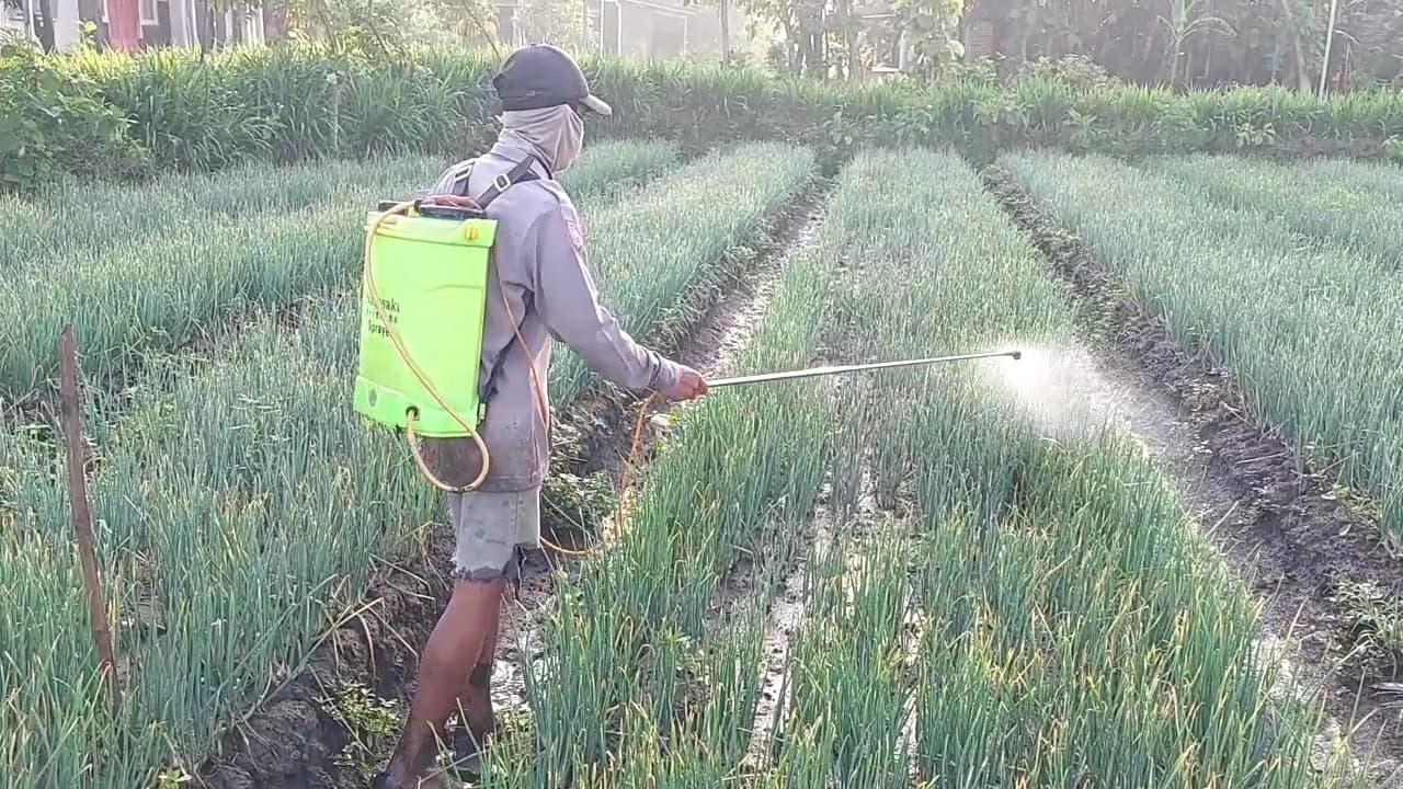 Harga Naik, Hama Datang: Petani Bawang Madiun Gencar Lindungi Tanaman