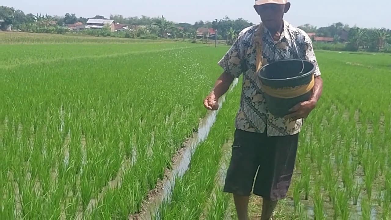 Petani Magetan Sambut Lega Penurunan Harga Pupuk Subsidi