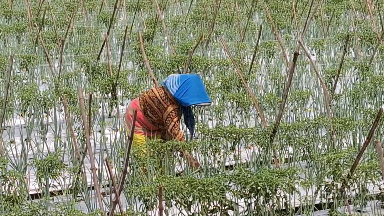 Harga Masih Tinggi, Petani di Kediri Beralih Tanam Cabai dan Bawang Merah