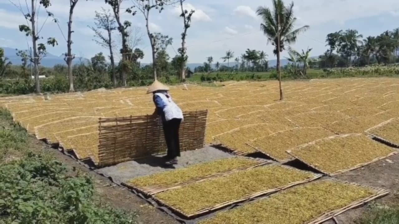 PETANI MENJERIT! Hujan Tiap Hari Rusak Kualitas Tembakau Bondowoso, Harga Anjlok Hingga 30%