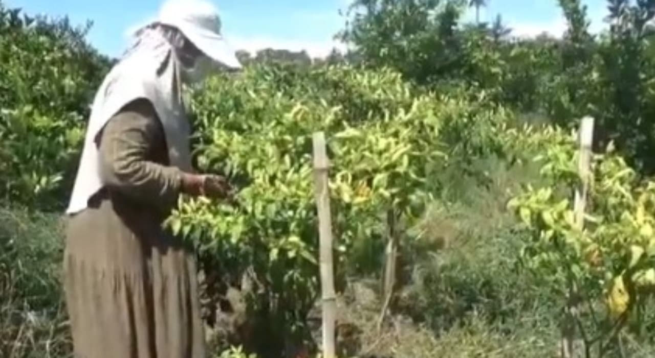 Harga Mencapai Rp60 Ribu, Petani Jember Tanam Cabai Disela Pohon Jeruk