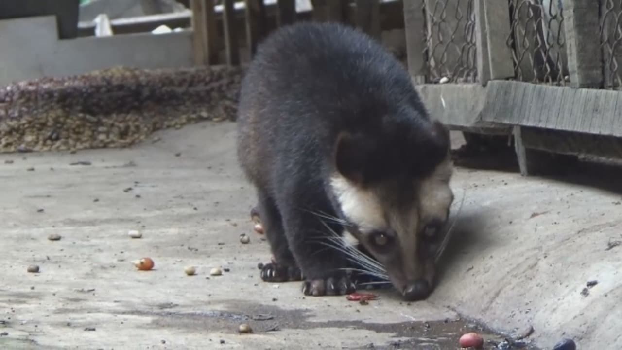 Kopi Luwak Ijen Raung, Produk Primadona Dari Gunung