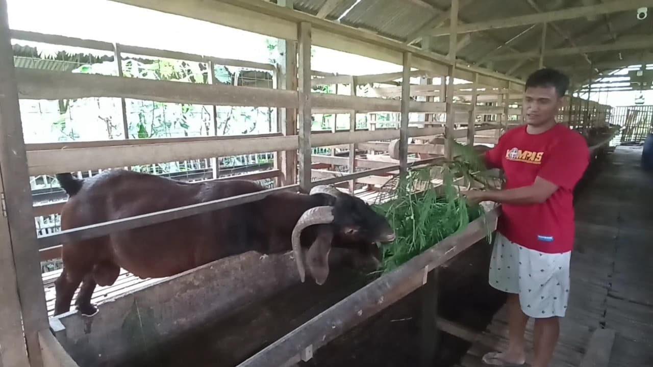 Warga Blitar Sukses Kembangkan Budidaya Kambing Boer Asal Australia